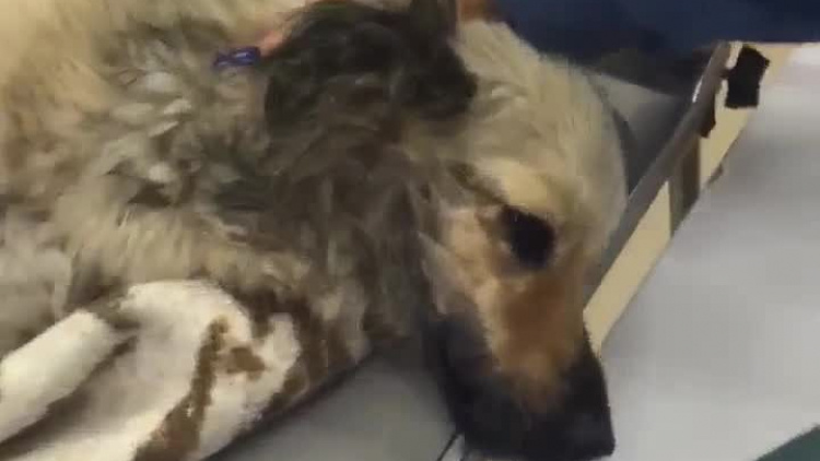 video-1543228208.mp4