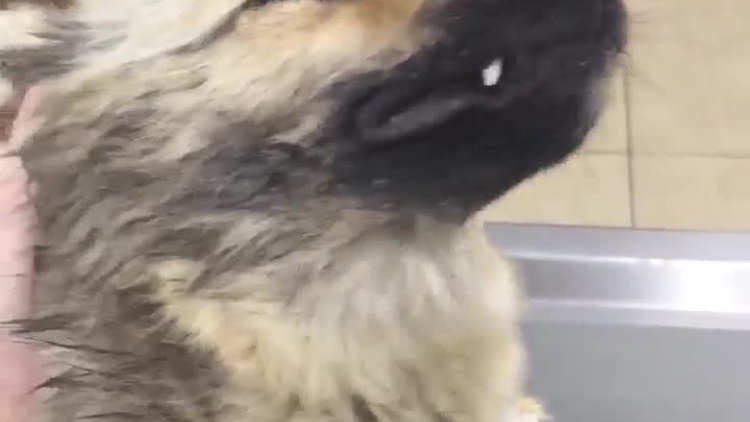 video-1543228245.mp4