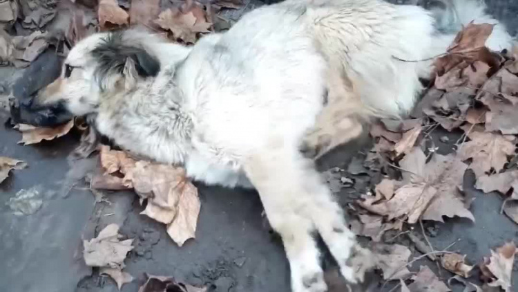 video-1543228223.mp4