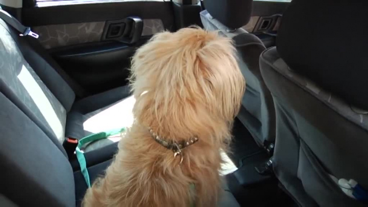 nie_zostawiaj_psa_w_zamknietym_aucie.mp4