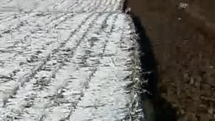 video-1615840147.mp4