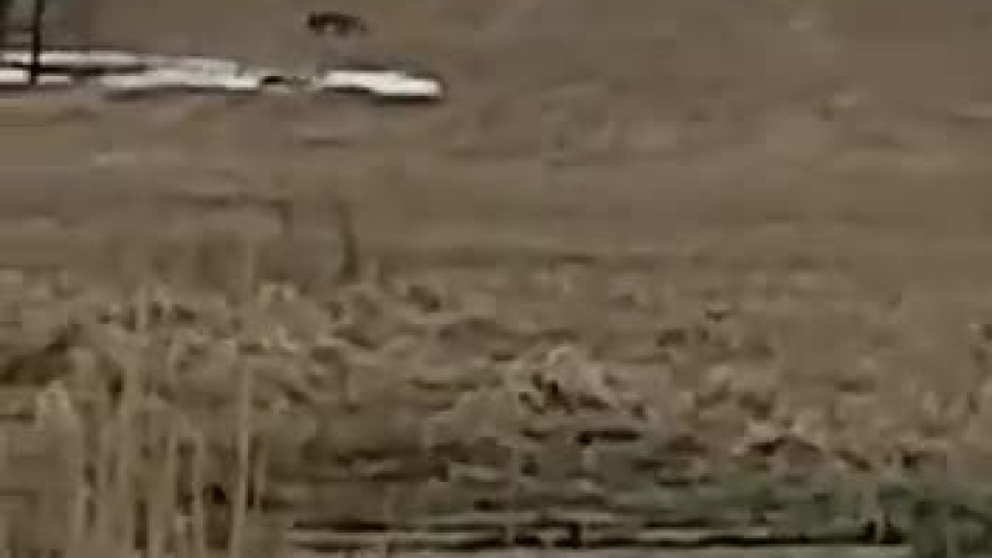 video-1615840087.mp4