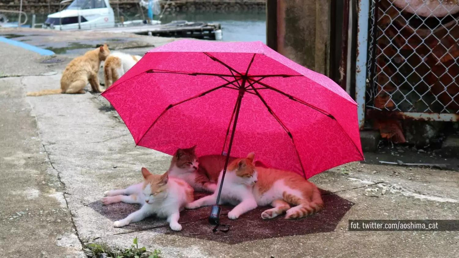 ciekawostki-odc4.mp4