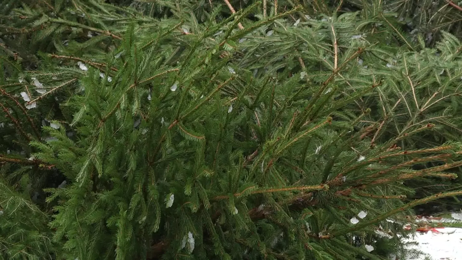 sprzedaz-choinek-w-nadlesnictwie-elblag.mp4