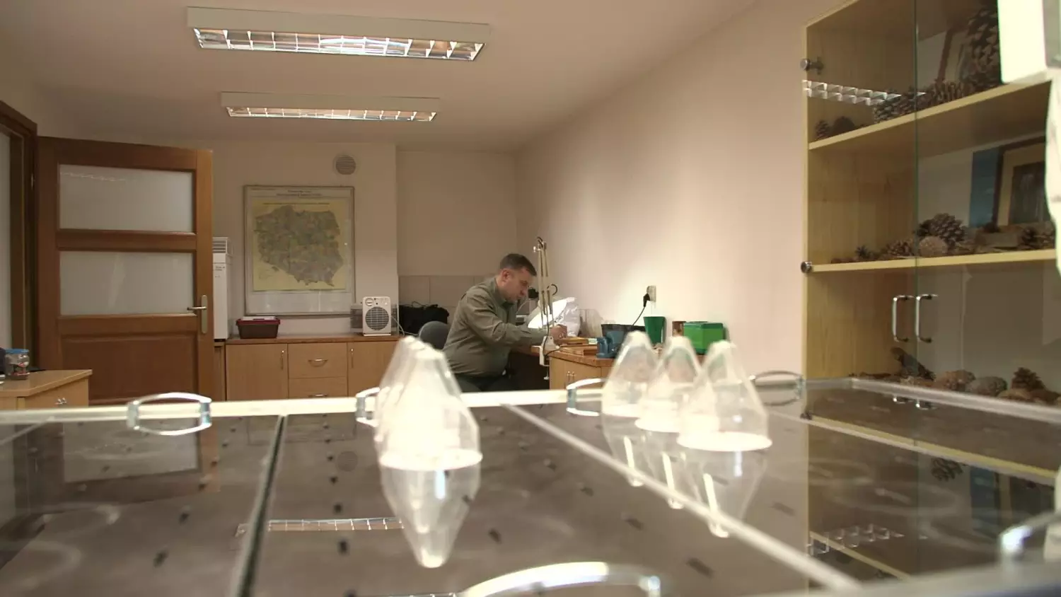 alfabet-lasu-odc7-nasiennictwo01.mp4