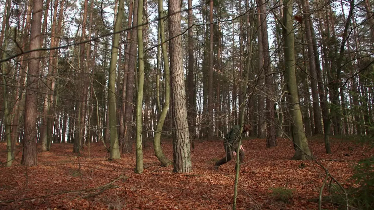 alfabet-lasu-odc9-ochrona-lasu.mp4