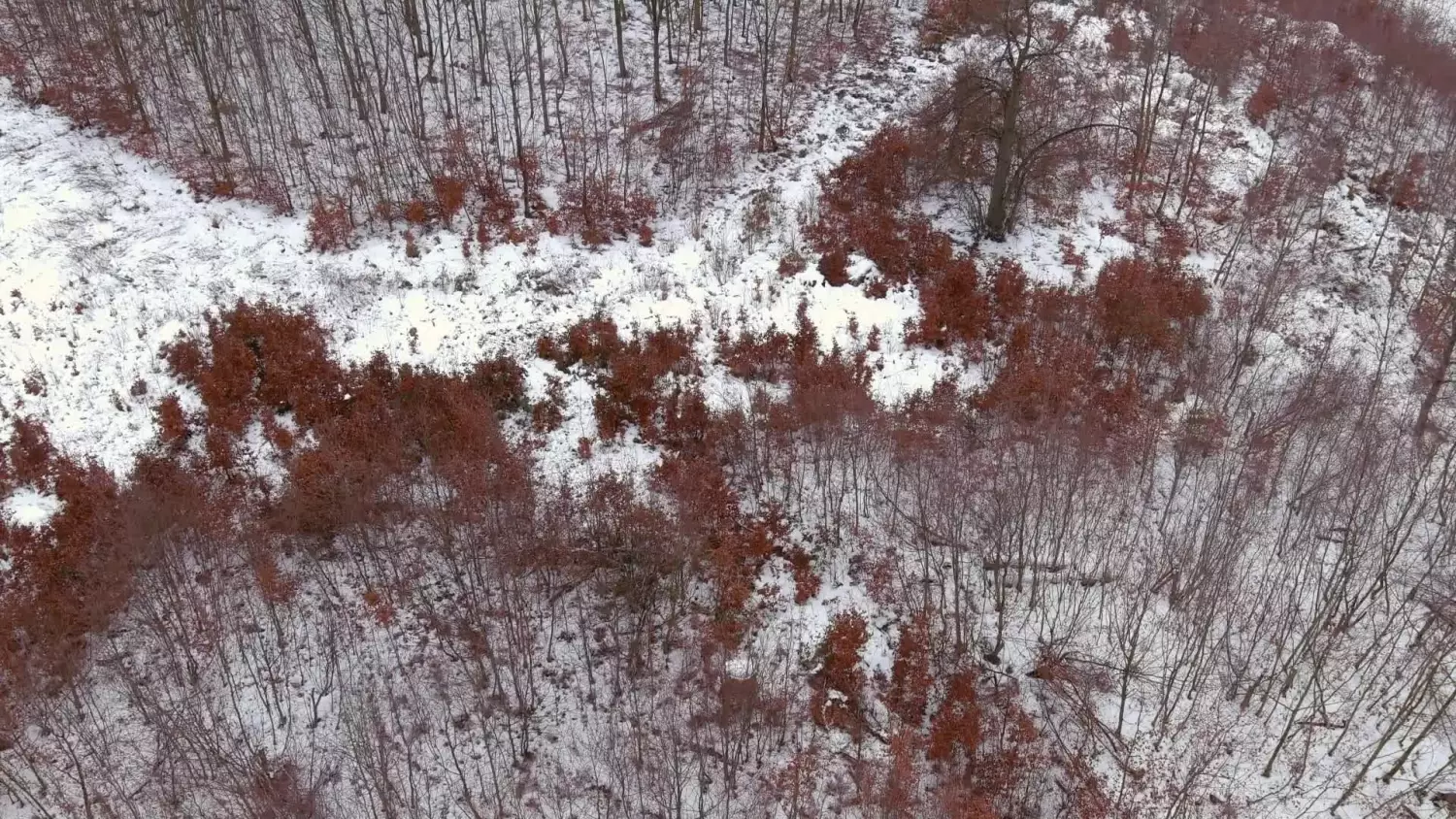 alfabet-lasu-odc10-naturalne-odnowienie-lasu.mp4