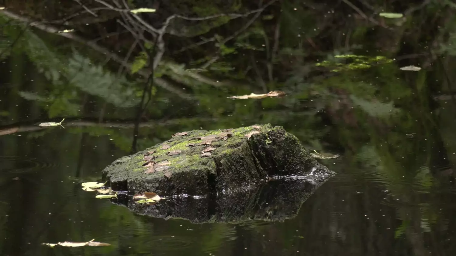 petycja-bazantarnia.mp4