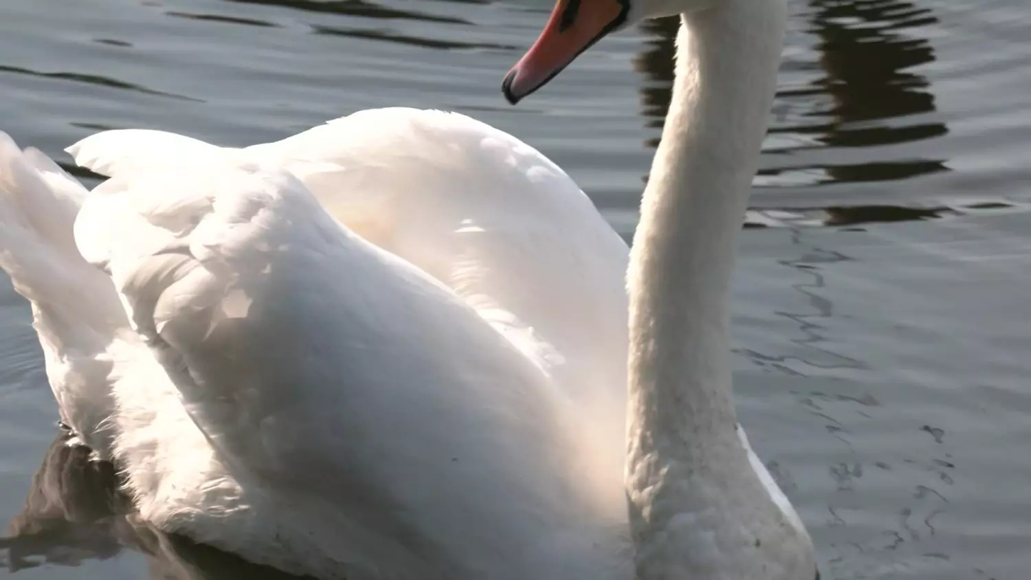 bez-komentarza-labedzie.mp4