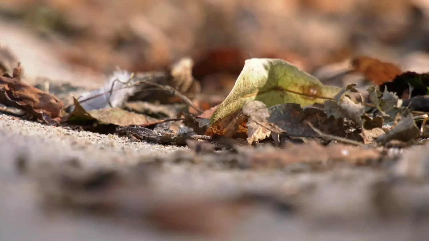 bez-komentarza-oznaki-jesieni-2024.mp4