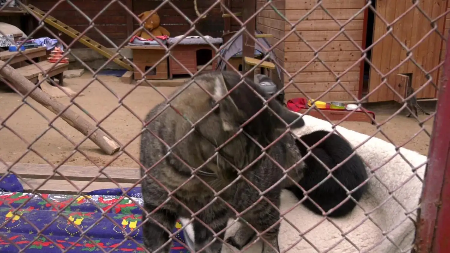 porozmawiajmy-schronisko.mp4