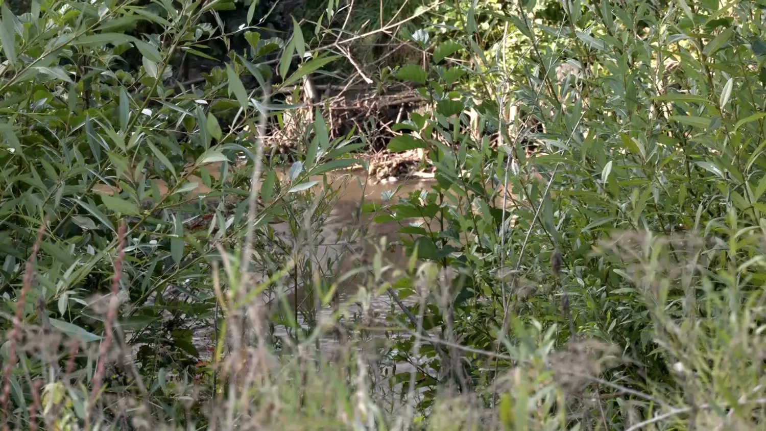 bez-komentarza-zbiornik-retencyjny-srebrny-potok.mp4