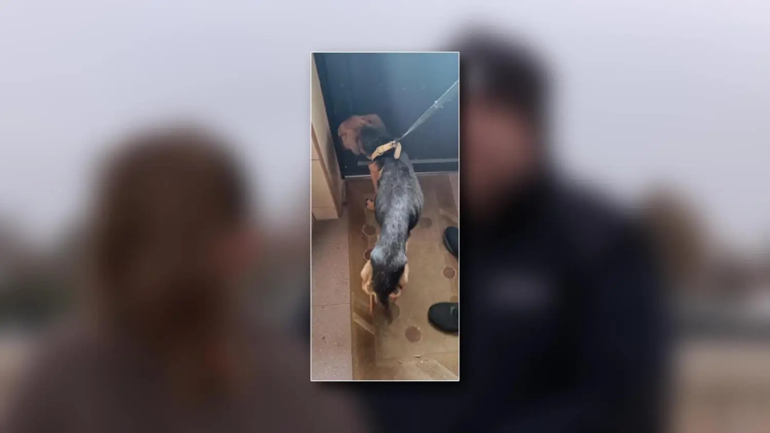 reaguj-na-zaniedbane-zwierze.mp4