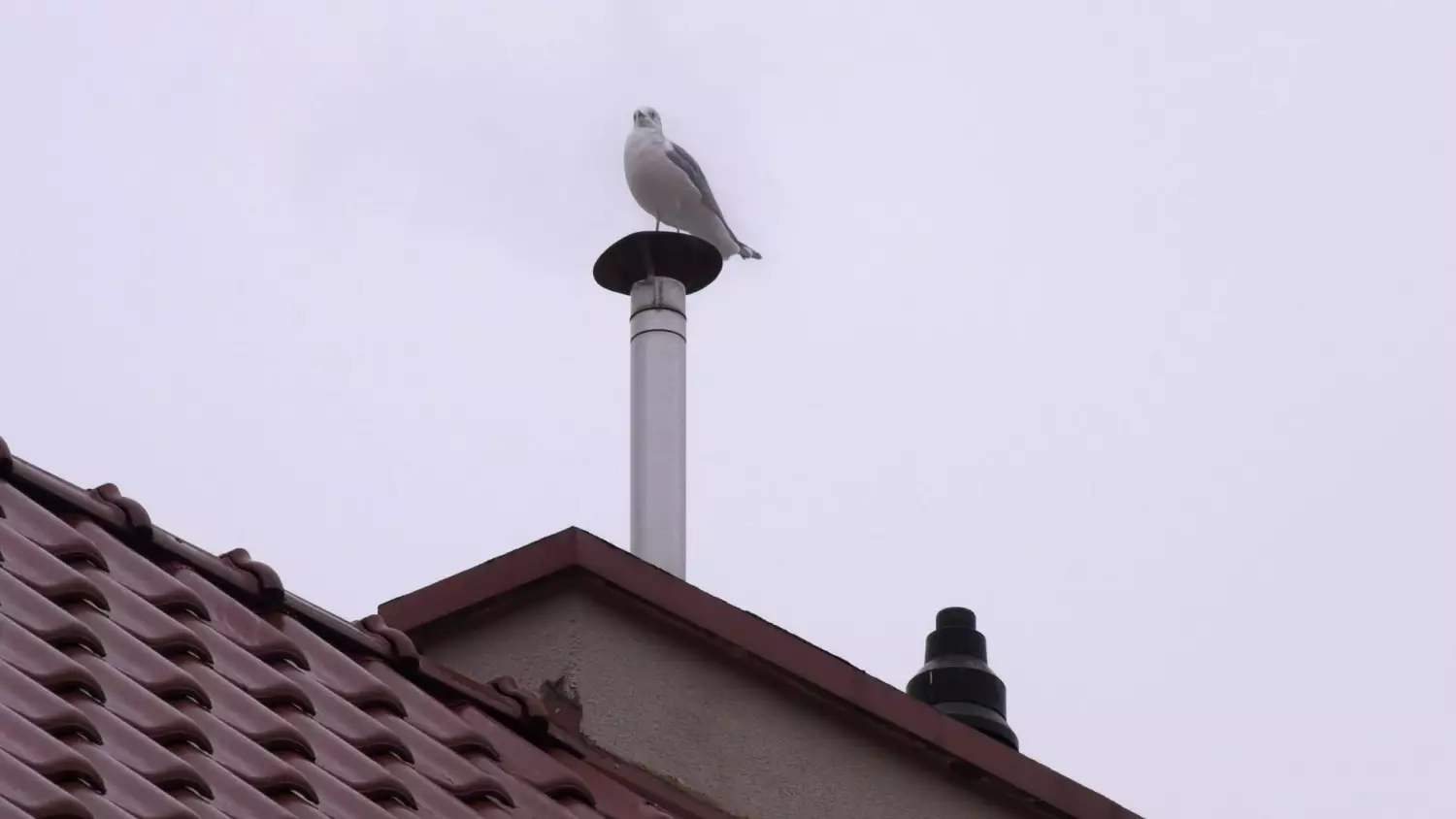 sezon-grzewczy-kontrole-sm.mp4