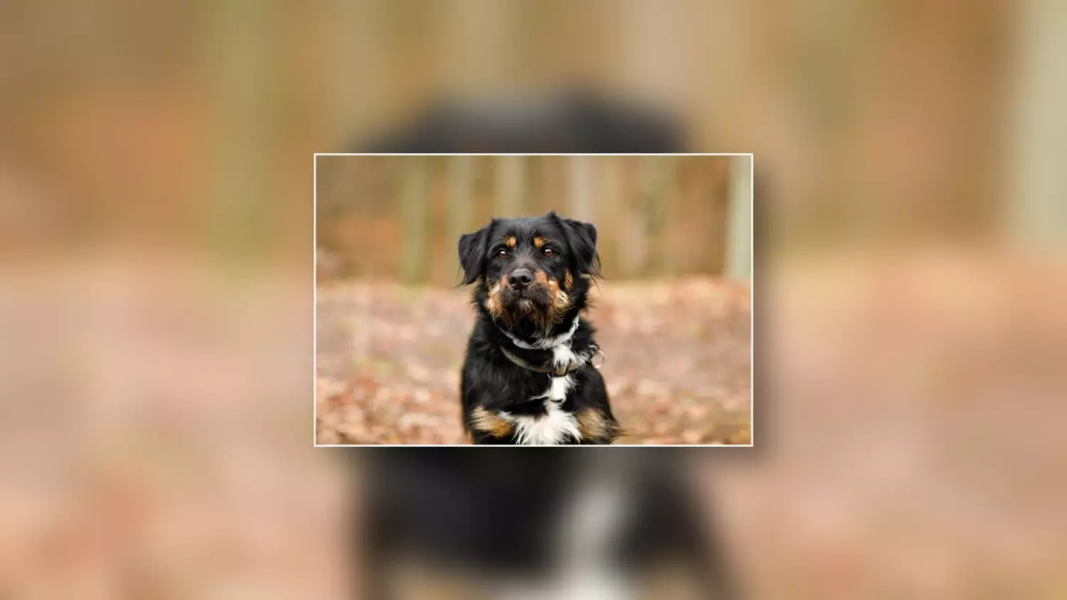 zostan-wirtualnym-opiekunem.mp4