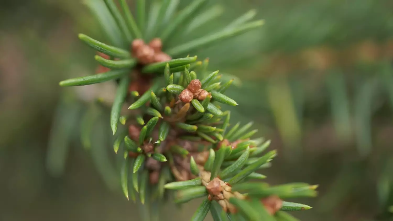 co-zrobic-z-choinka-po-swietach.mp4