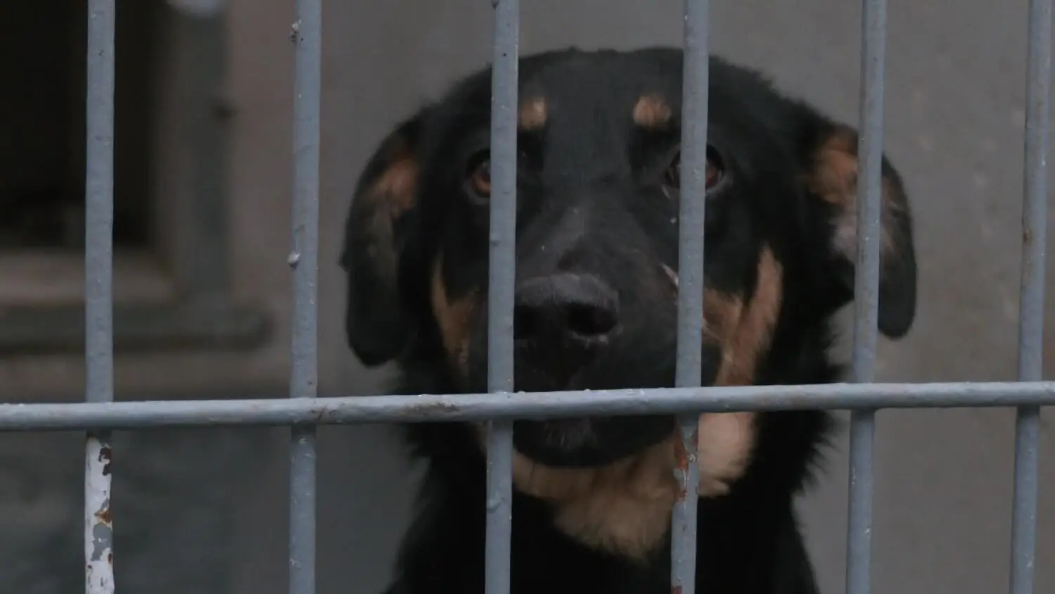 7-psow-trafilo-po-sylwestrze-do-schroniska-w-elblagu.mp4