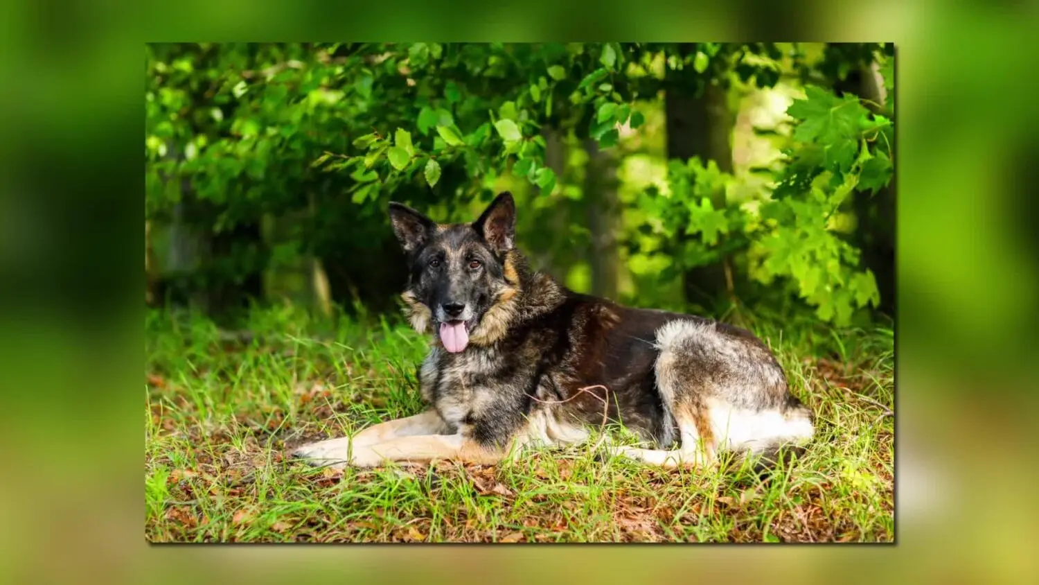 mantra-wirtualnym-psem-truso-tv.mp4