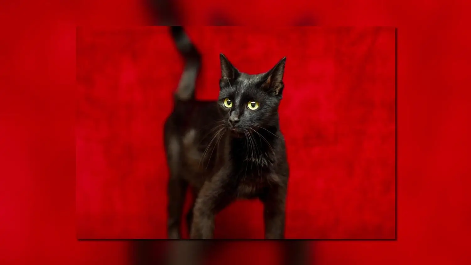 bielenda-wirtualbym-kociakiem-truso-tv-express-elblag.mp4