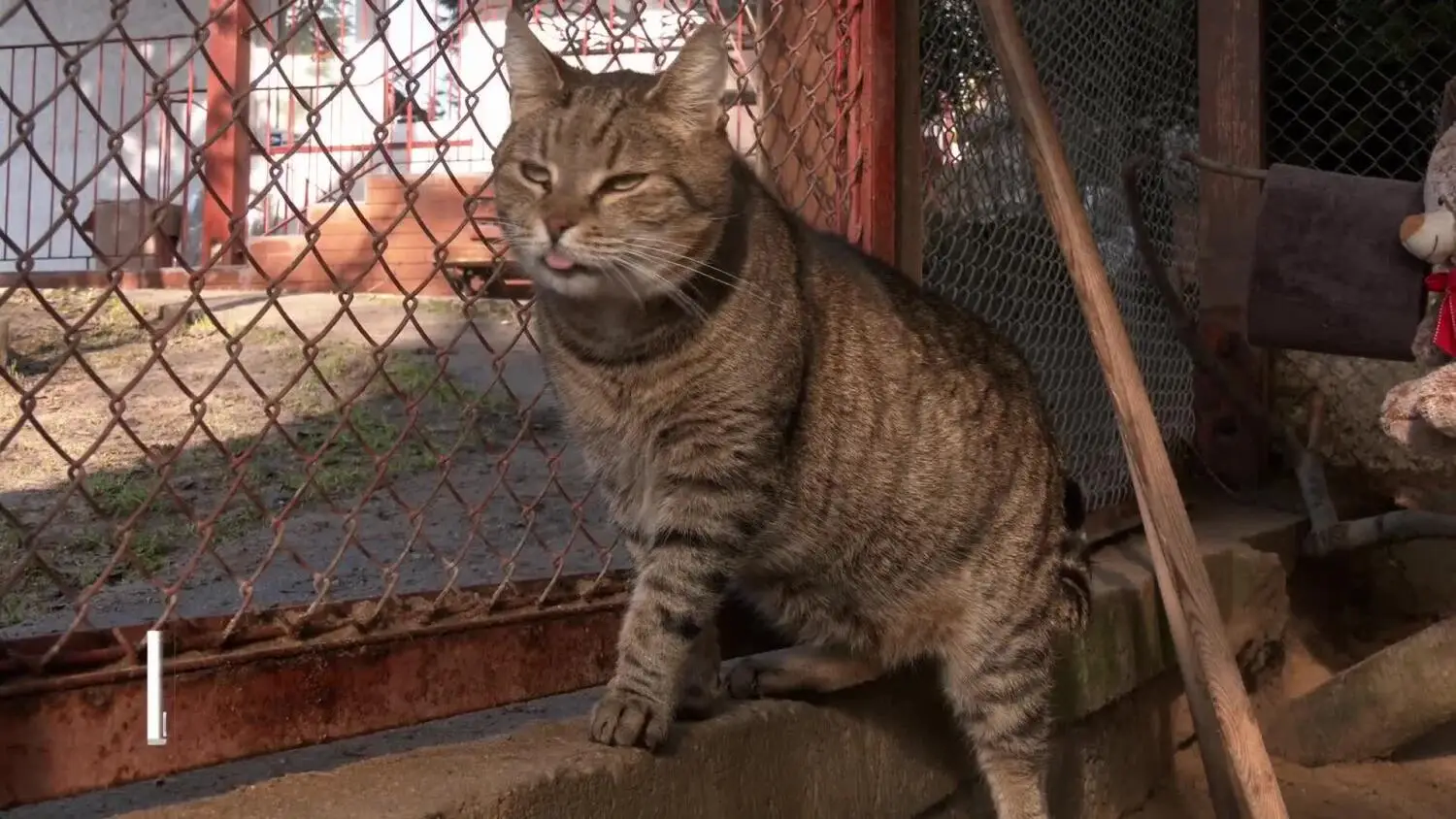 dzien-kota-w-elblaskim-schronisku.mp4