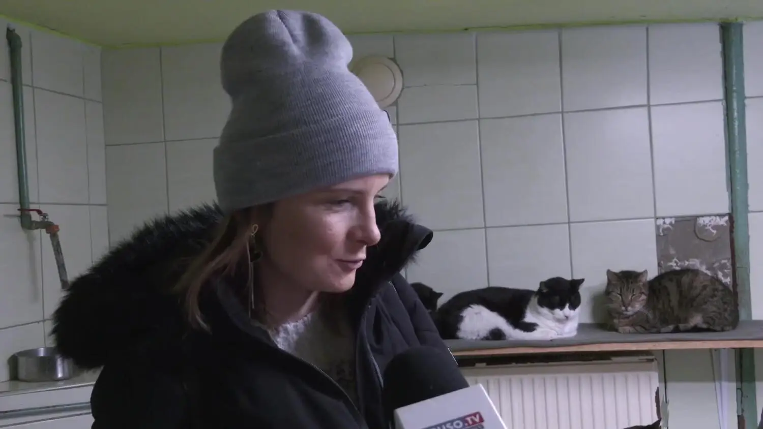 dzien-kota-w-elblaskim-schronisku.mp4