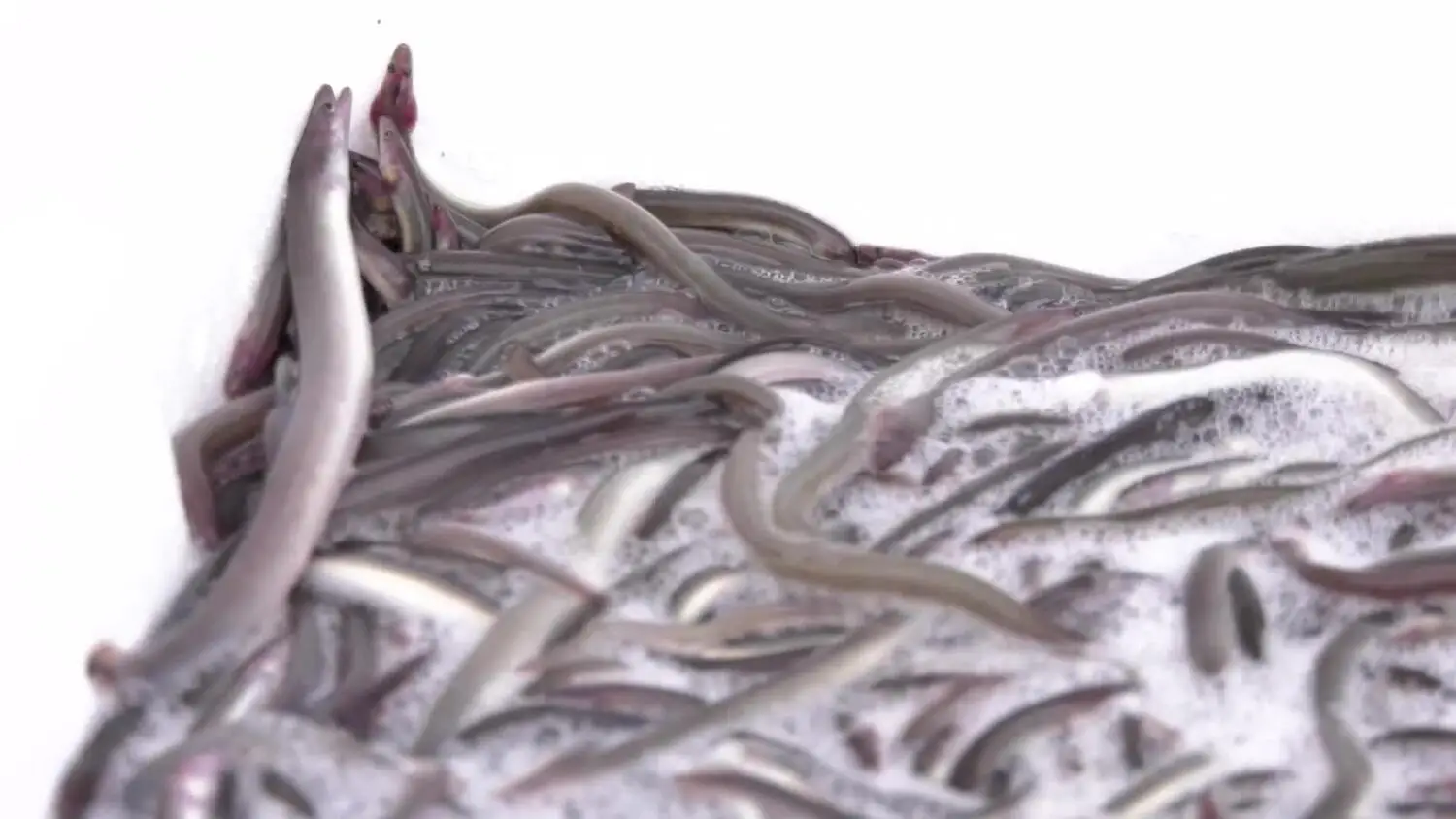 choroba-zalewu-wislanego.mp4