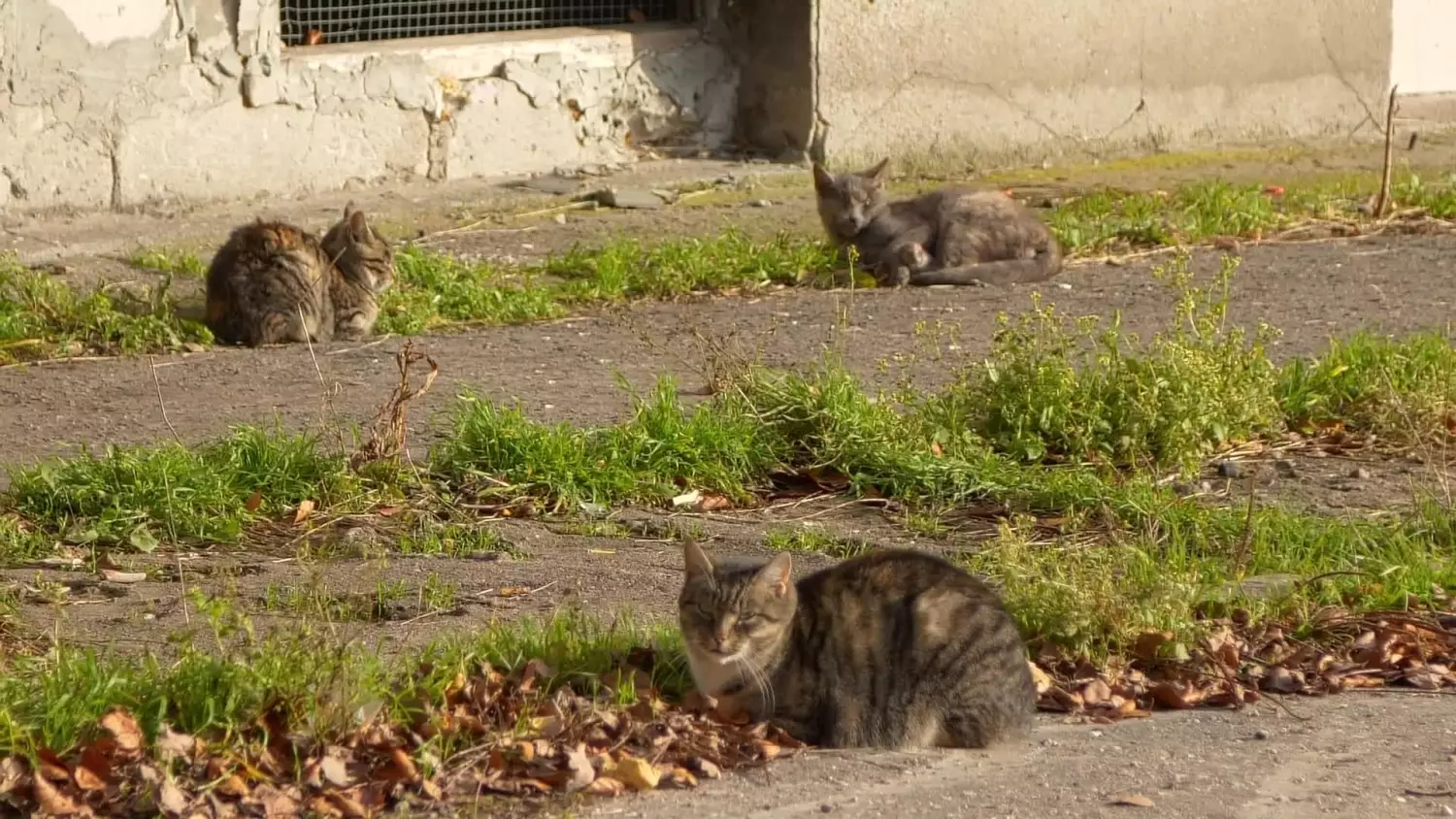 czynsz-w-mieszkaniach-komunalnych-hotelowiec.mp4