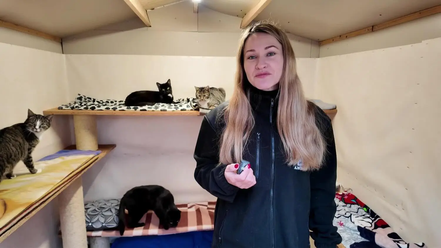 zapowiedz-dzien-kota-schronisko.mp4